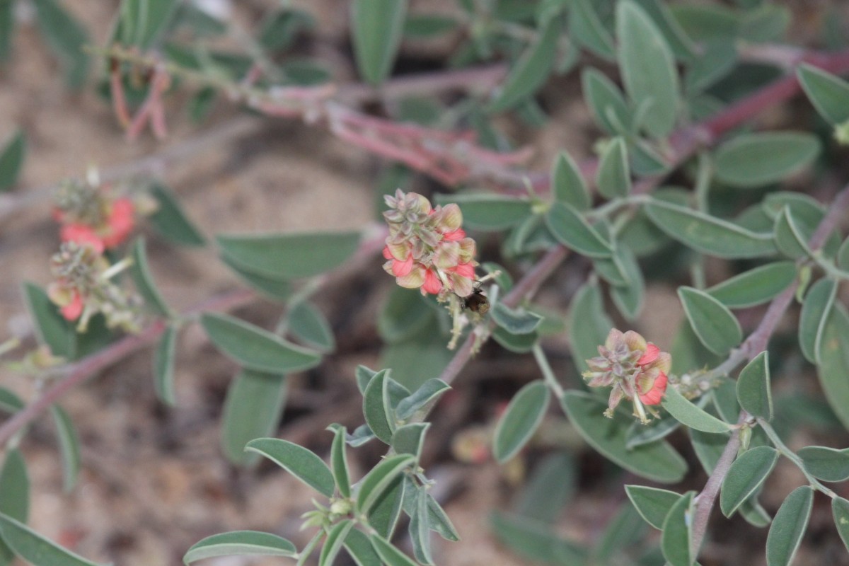 Indigofera oblongifolia Forssk.